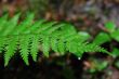 green fern