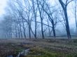 Autumn fog lay on the cold ground