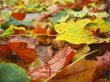 Yellow red and green fallen leaves on the ground