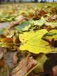 Yellow fallen leaf cover the dark ground