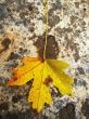 Yellow fallen leaf on the wet ground