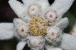 edelweiss flower large view