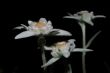 edelweiss in the night