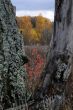 View Between Tree Trunks