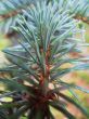 Green pins of the blue fir branch