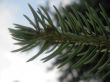 Green pins of the fir branch