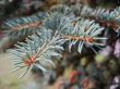 Green pins of the blue fir branch