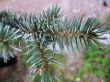 Green pins of the blue fir branch