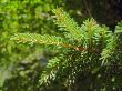 Green pins of the fir branch