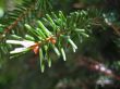 Green pins of the fir branch