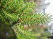 Green pins of the fir branch