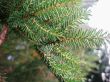 Green pins of the fir branch