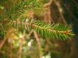 Green pins of the fir branch