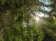 Sun shining through the fir branch and pins