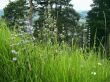 Green meadow with a flowers and firs background