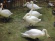 White swans and doves in the zoo