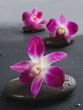 zen stones with orchid flowers