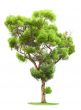 Tree on white background
