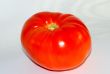  tomato on a white background 