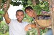 Couple picking fruit