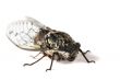 Cicada