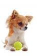 puppy chihuahua and ball