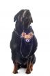rottweiler and puppy chihuahua