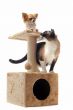 chihuahua and siamese cat 