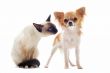 puppy chihuahua and siamese kitten