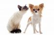 puppy chihuahua and siamese kitten