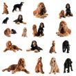 cocker spaniel