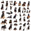 rottweilers