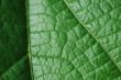 green leaf structure