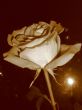 Rose.