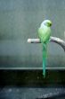 green parrot