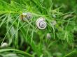 Two white snails on the dry plant
