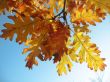 Red oak leaves on the branch