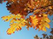 Red oak leaves on the tree branch