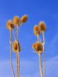 Dried teasel flowers