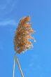 Dried reed inflorescence