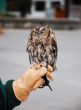 Little brown screech owl