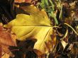 Yellow fallen leaf of acer on the ground