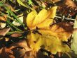 Yellow fallen leaf of acer on the ground