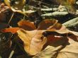 Yellow fallen leaf of acer on the ground