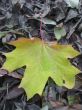 Yellow and green fallen leaf of acer on the ground