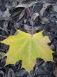 Yellow and green fallen leaf of acer on the ground