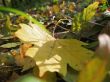 Yellow fallen leaf of acer on the green grass