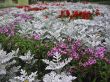 Bed of flowers after rain. 