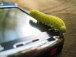 Caterpillar moving on the screen of mobile phone