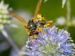 Vespula germanica